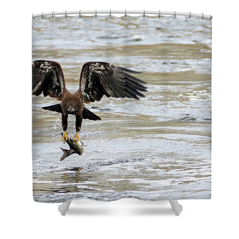 Bald Eagle Shower Curtain featuring the photograph A Heavy Meal by Brook Burling