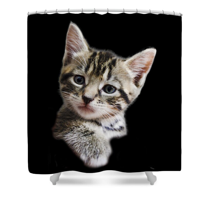 Cat Shower Curtain featuring the photograph A Kittens Helping Hand on a transparent background by Terri Waters