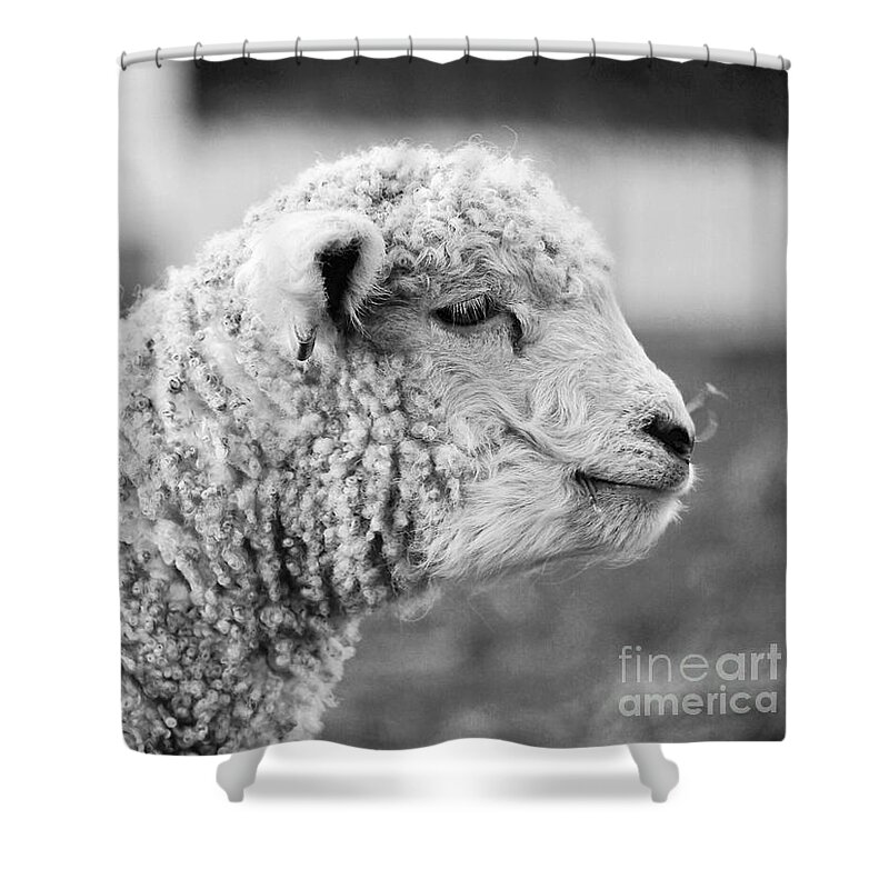Lamb Shower Curtain featuring the photograph A Lamb in March by Rachel Morrison