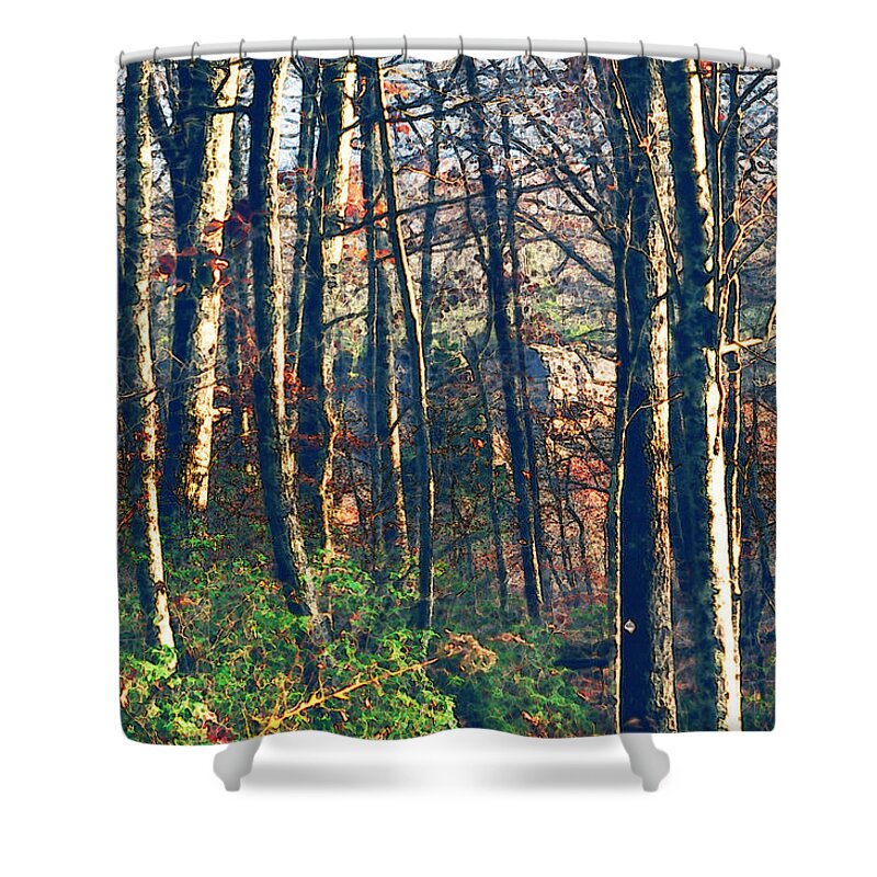 Nature Shower Curtain featuring the photograph A late Autumn Walk in the Woods by Stacie Siemsen