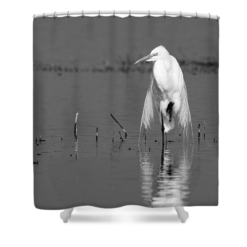 Elegance Shower Curtain featuring the photograph Elegance -- Great Egret in Merced National Wildlife Refuge, California by Darin Volpe