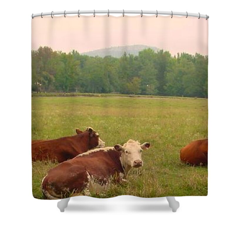 Cow Shower Curtain featuring the photograph A Leisurely Afternoon by Kathy Bucari