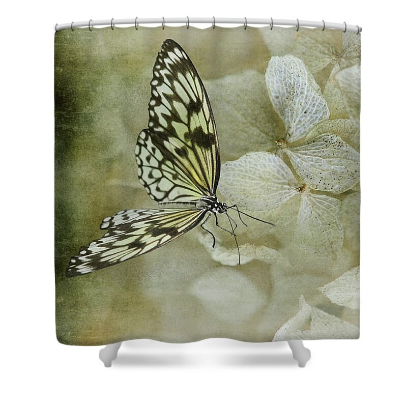 Butterfly Shower Curtain featuring the photograph A Lighter Touch by Lois Bryan