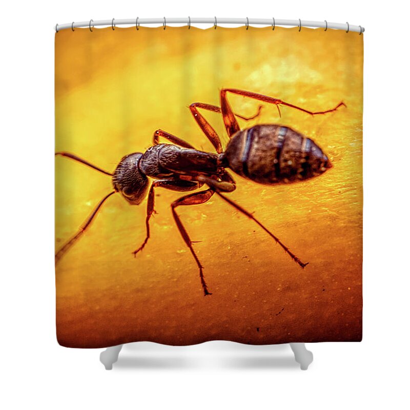 Ant Shower Curtain featuring the photograph A little ant by Lilia S