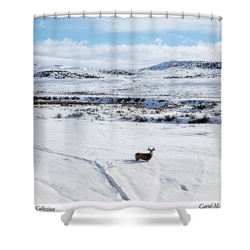 Carol M. Highsmith Shower Curtain featuring the photograph A lone buck deer in Carbon County, Wyoming by Carol M Highsmith