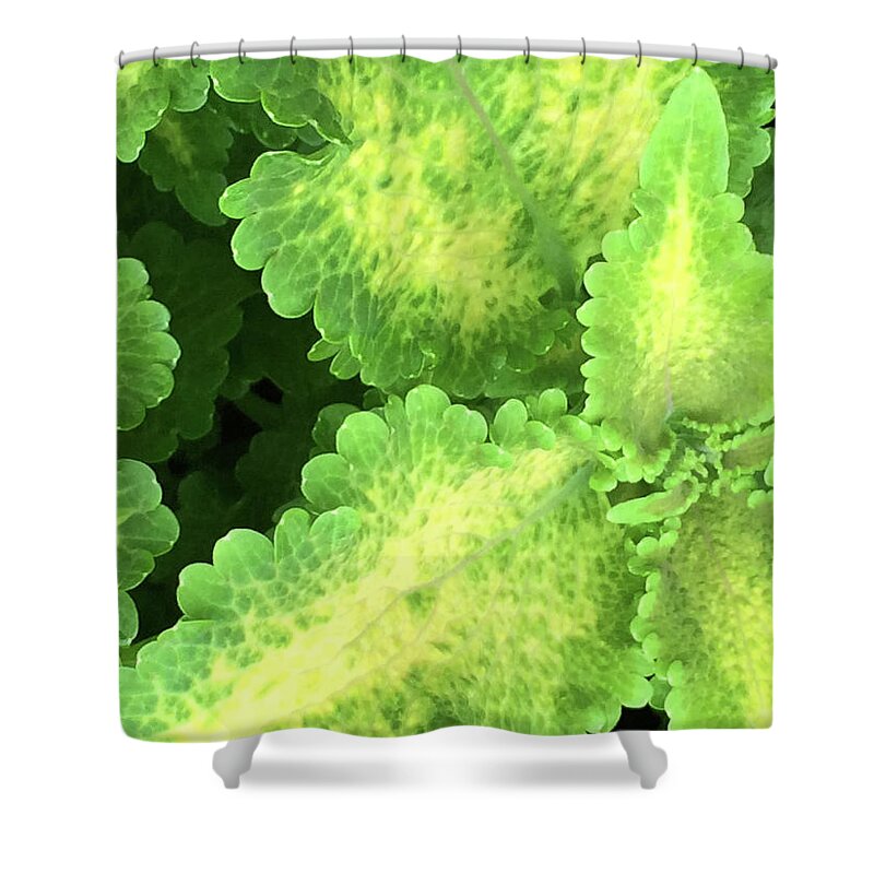 Plant Shower Curtain featuring the photograph A Look Inside by Jacklyn Duryea Fraizer