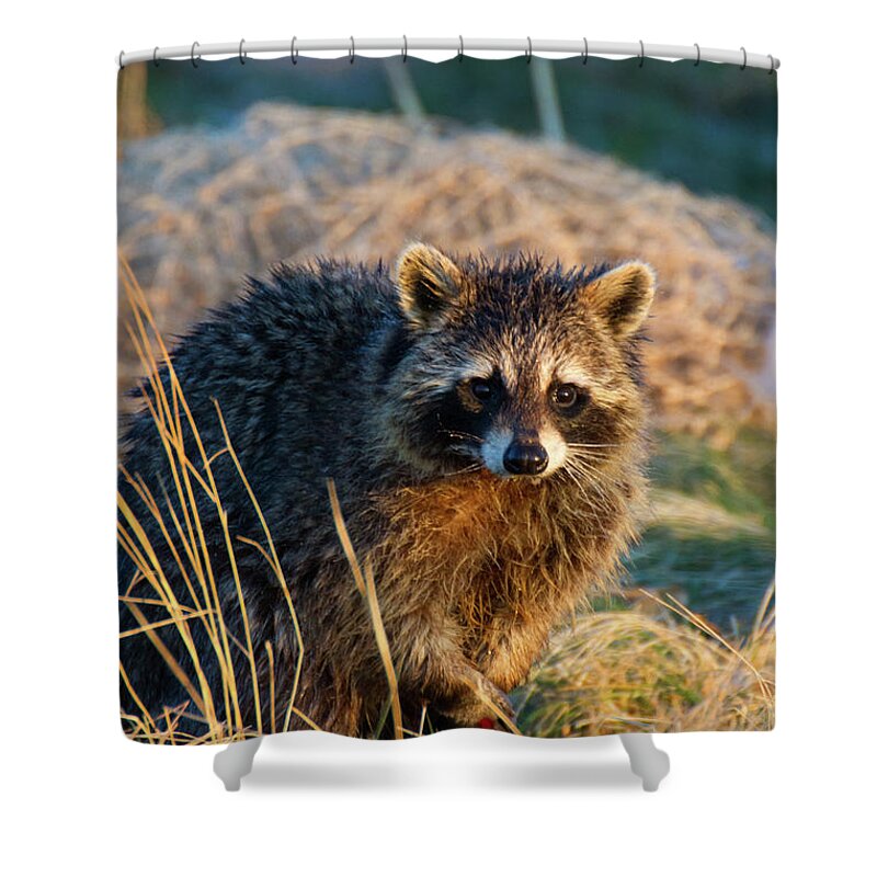 Colorado Shower Curtain featuring the photograph A Look Of Cuteness by John De Bord