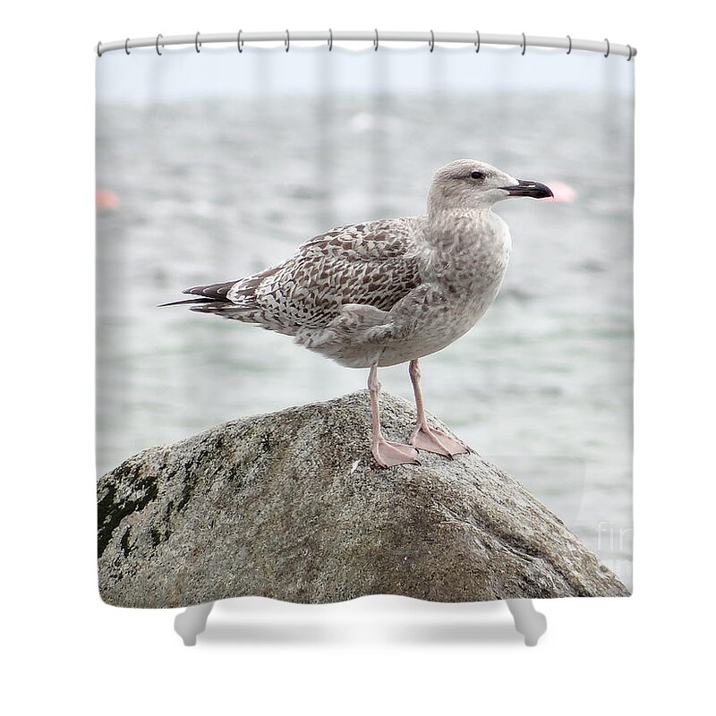 Gull Shower Curtain featuring the photograph A moment of rest by Karin Ravasio