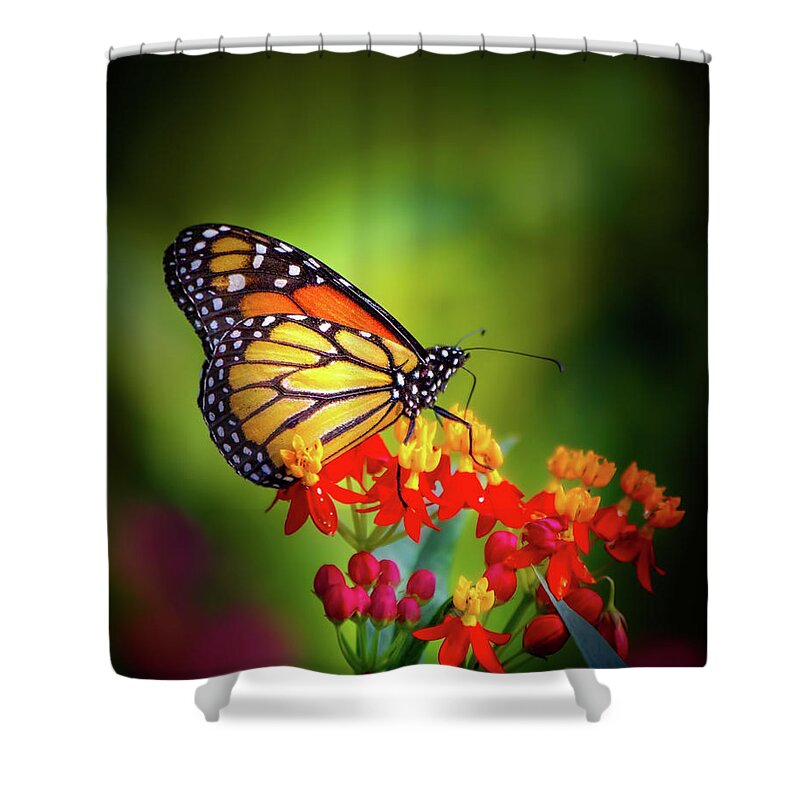 Butterfly Shower Curtain featuring the photograph A Monarch in the Garden by Mark Andrew Thomas