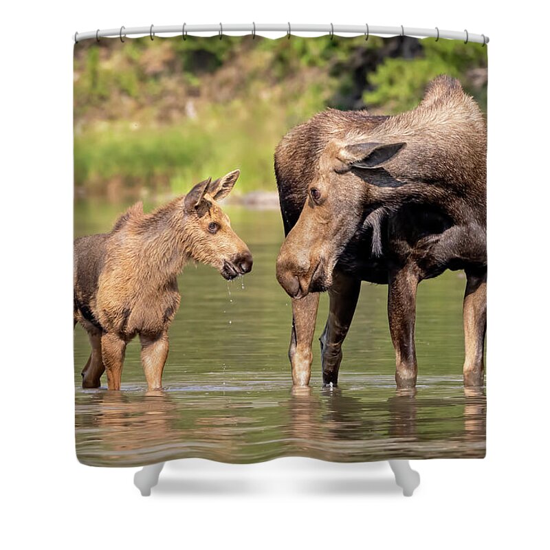 Moose Shower Curtain featuring the photograph A Mother's Look by Jack Bell