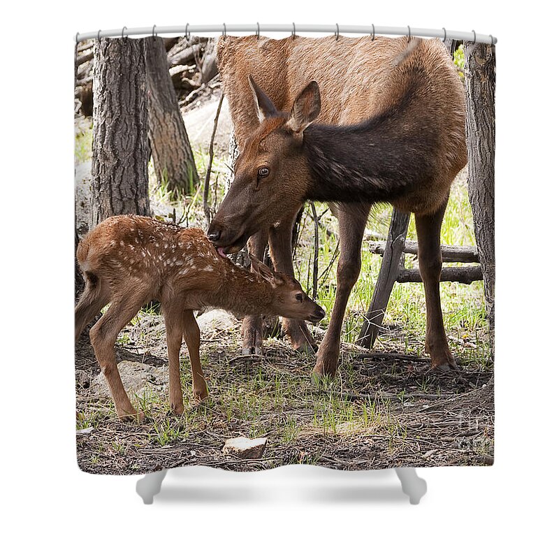Mother And Calf Elk Shower Curtain featuring the photograph A Mothers Love by Bon and Jim Fillpot