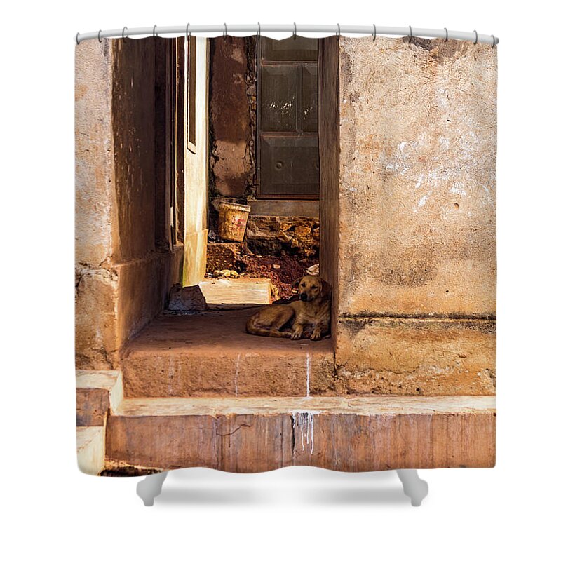 Africa Shower Curtain featuring the photograph A Mothers Warmth by Tim Dussault