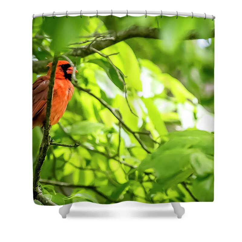 Bird Shower Curtain featuring the digital art A Northern Cardinal enjoying the Springtime by Ed Stines