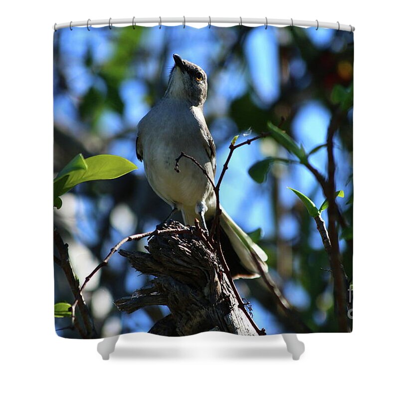  Bird Shower Curtain featuring the photograph A Northern Mockingbird by Christiane Schulze Art And Photography