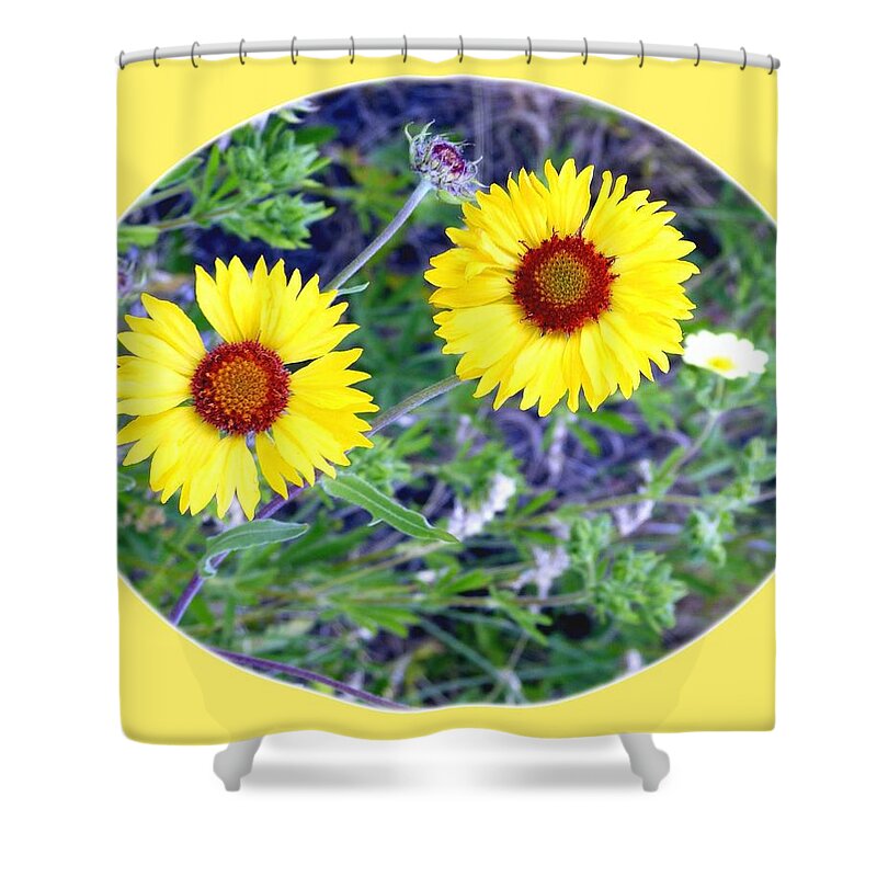 #wildbrown-eyedsusans Shower Curtain featuring the photograph A Pair Of Wild Susans by Will Borden