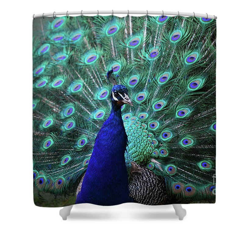 Peacock Shower Curtain featuring the photograph A Peacock with His Feather's Expanded by DejaVu Designs
