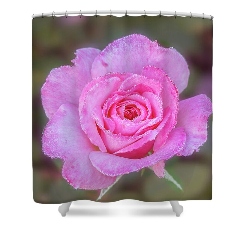 Rose Shower Curtain featuring the photograph A pink rose kissed by morning dew. by Usha Peddamatham