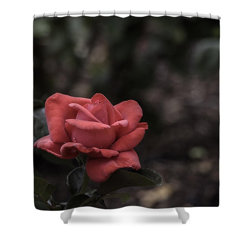 Rose Shower Curtain featuring the photograph A Red Beauty by Ed Clark