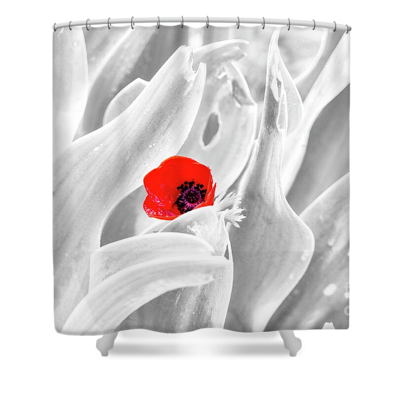 Background Shower Curtain featuring the photograph A red Dot by Arik Baltinester