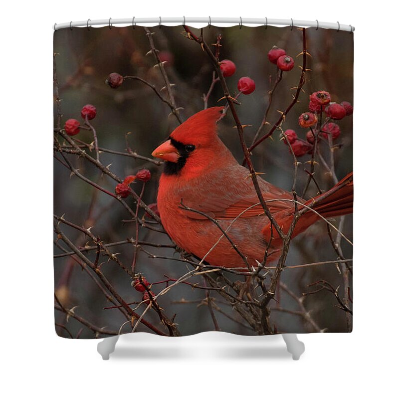 Bird Shower Curtain featuring the photograph A Rose Among Thorns by Jody Partin