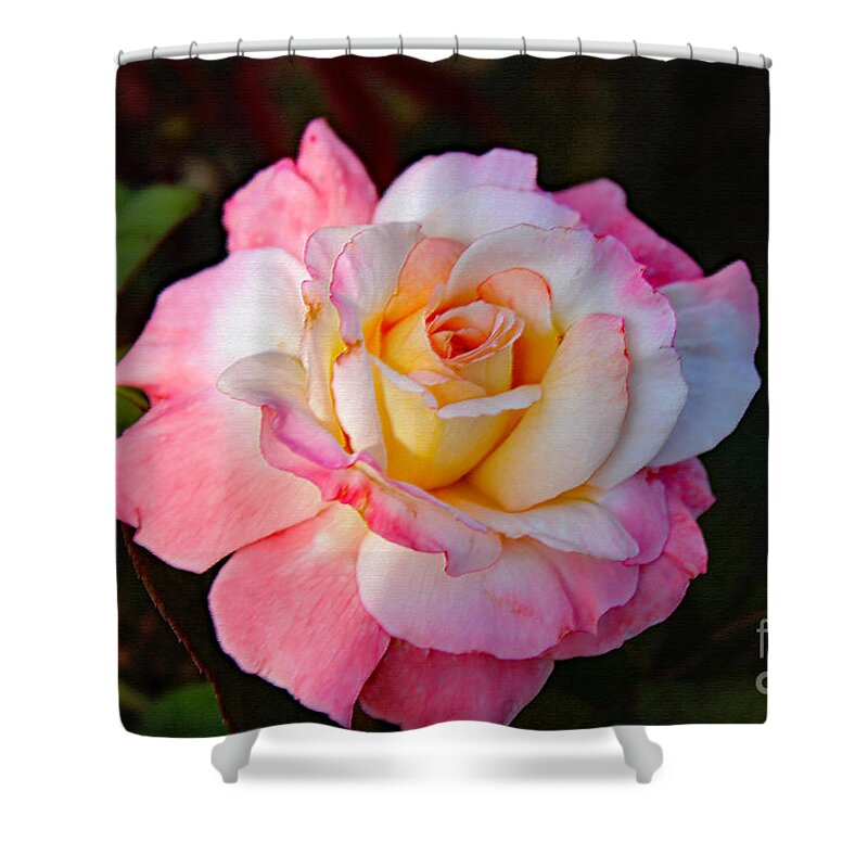 Art Shower Curtain featuring the photograph A Rose For You by DB Hayes