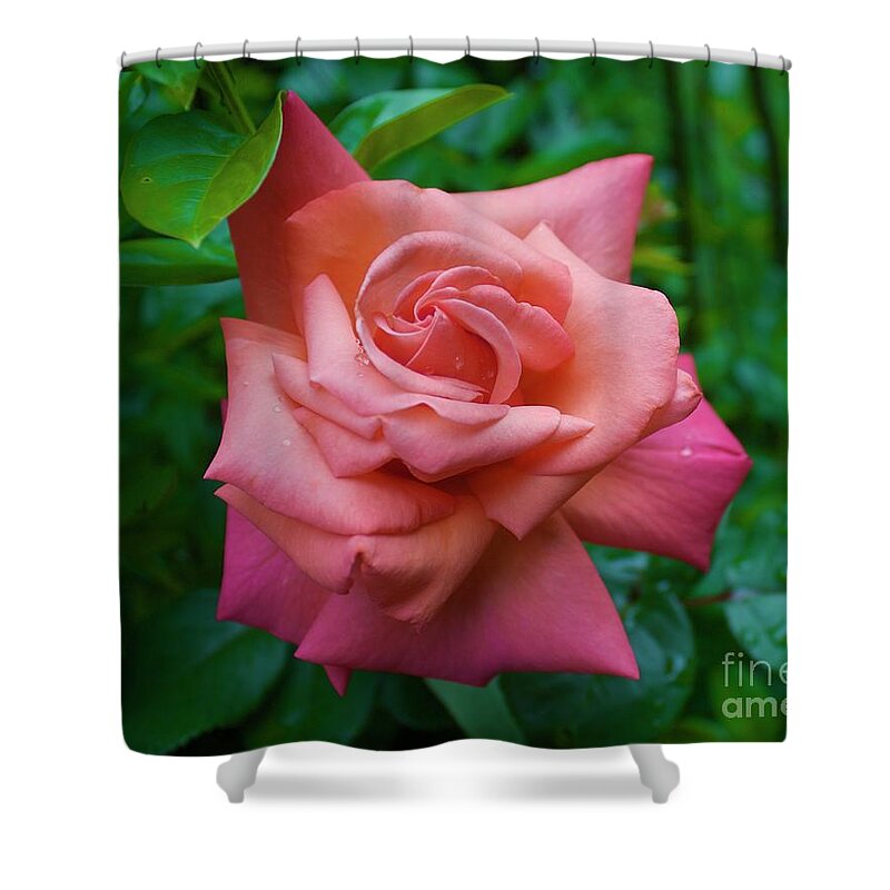 Rose Shower Curtain featuring the photograph A Rose in Spring by Alice Mainville
