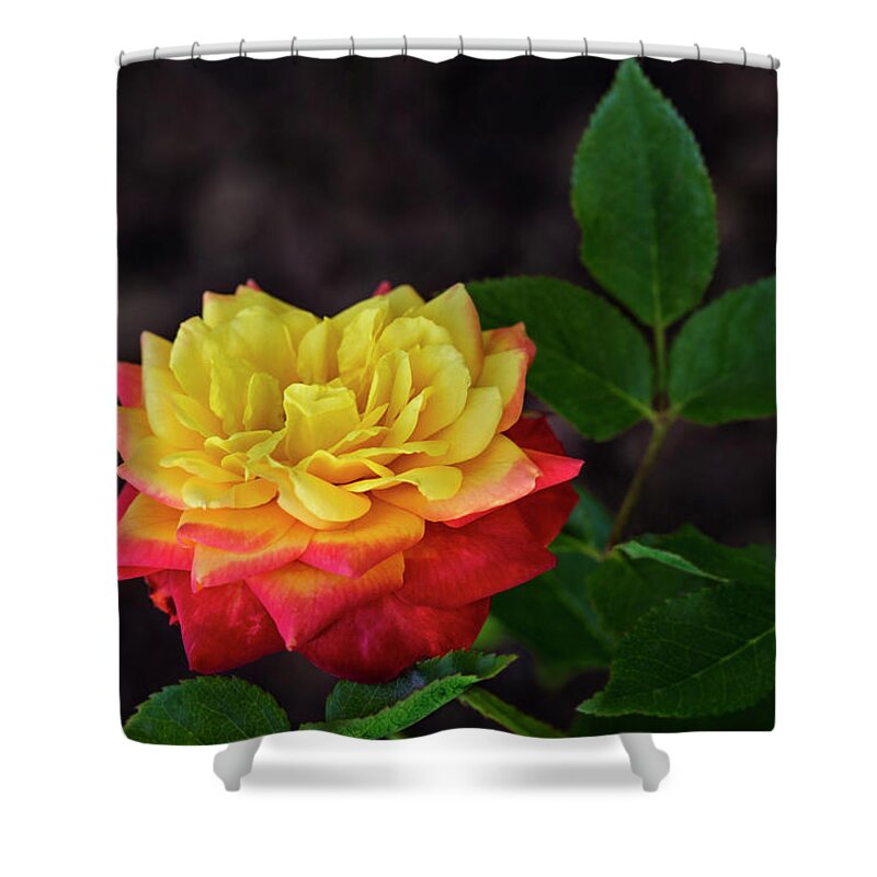 Flower Shower Curtain featuring the photograph A Rose by Michael McKenney