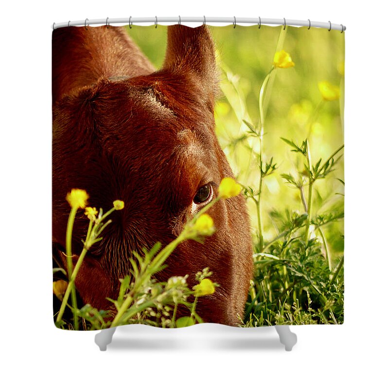 Colonial Williamsburg Shower Curtain featuring the photograph A Spring Calf by Rachel Morrison