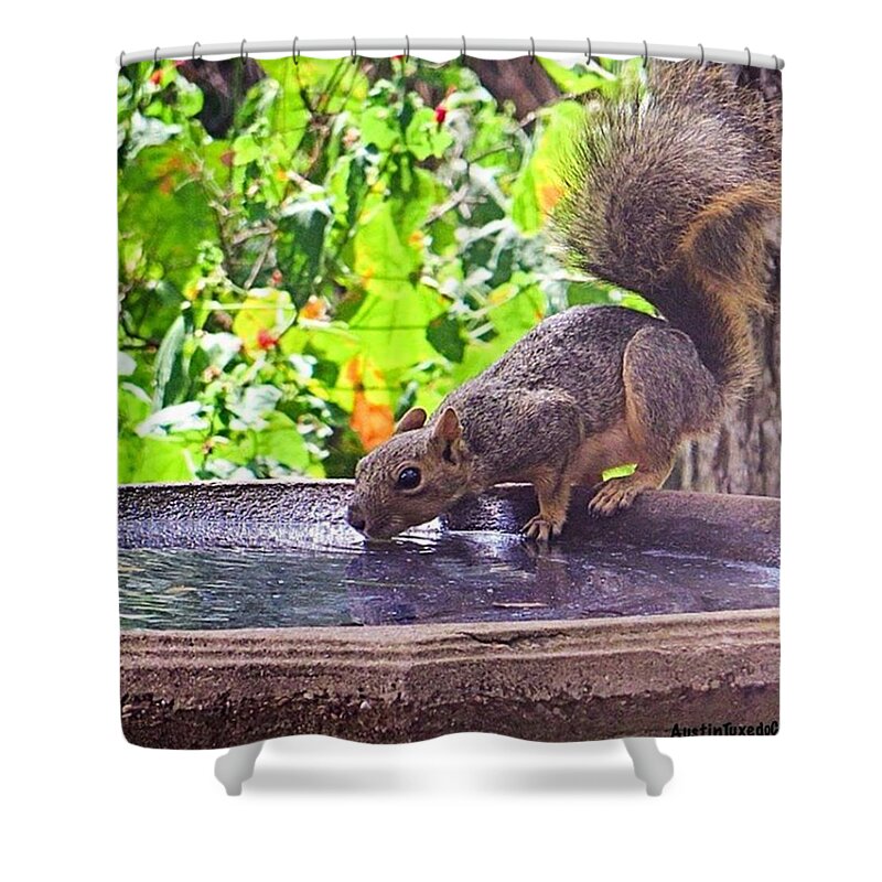 Cute Shower Curtain featuring the photograph A #squirrel's Version Of Hanging Out by Austin Tuxedo Cat