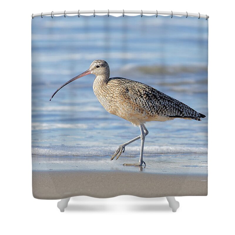 Puff Ball Shower Curtain featuring the photograph A Stroll on the Beach -- Long-Billed Curlew at Morro Strand State Beach, Morro Bay, California by Darin Volpe