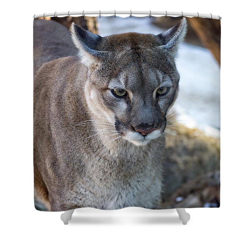 Mountain Lion Shower Curtain featuring the photograph A Stunning Mountain Lion by Anthony Murphy