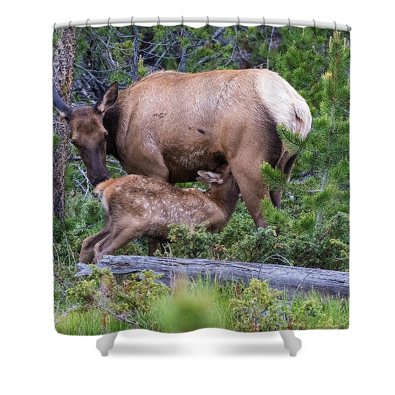 Elk Calf Shower Curtain featuring the photograph A Sweet Moment In Time by Mindy Musick King