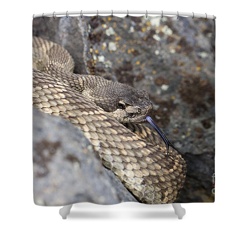 Reptile Shower Curtain featuring the photograph A Taste of Air by Douglas Kikendall