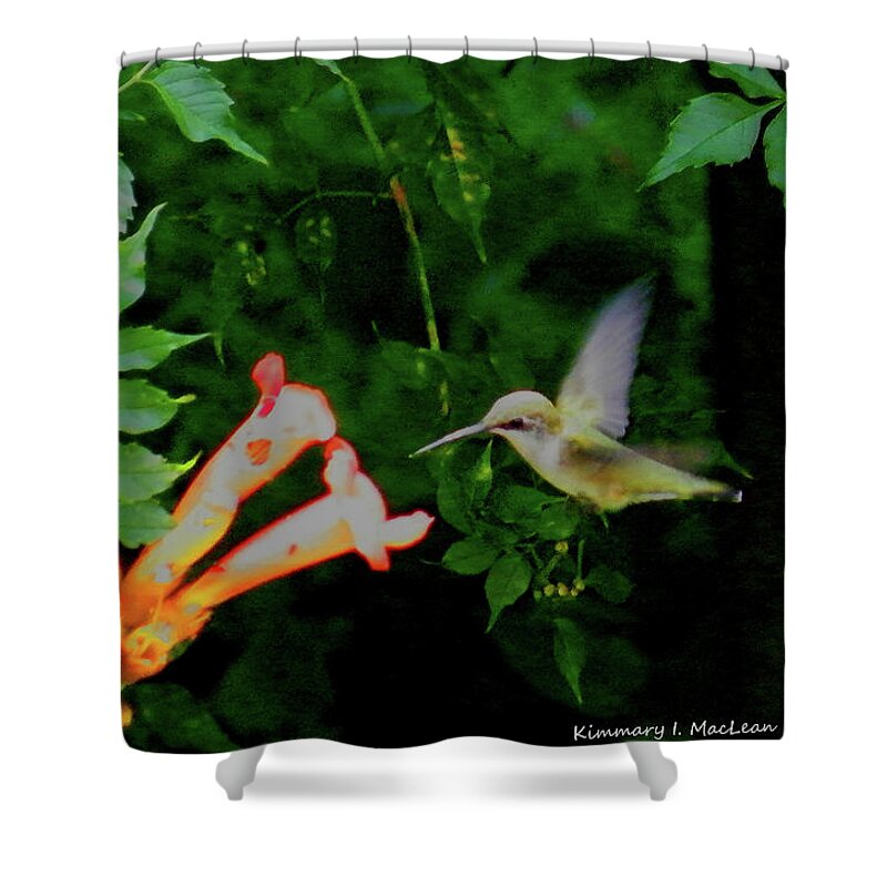 Hummingbird Shower Curtain featuring the photograph A Tasty Treat by Kimmary MacLean