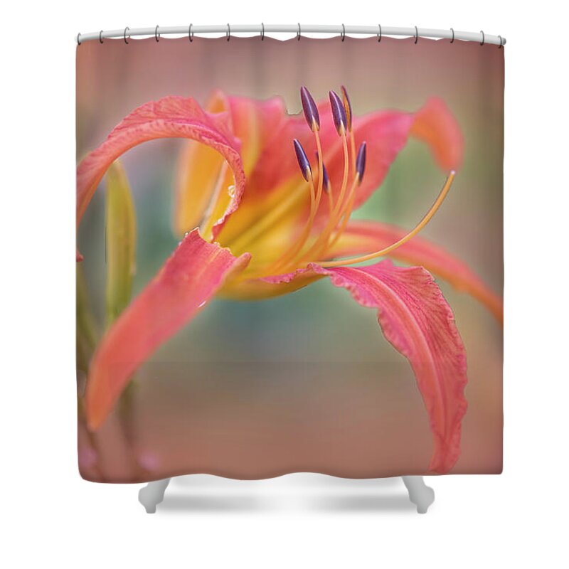 Summer Shower Curtain featuring the photograph A thing of beauty lasts only for a day. by Usha Peddamatham