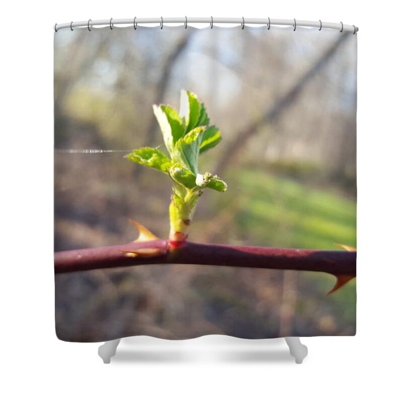 Plant Shower Curtain featuring the photograph A Thread and a Thorn by Dani McEvoy