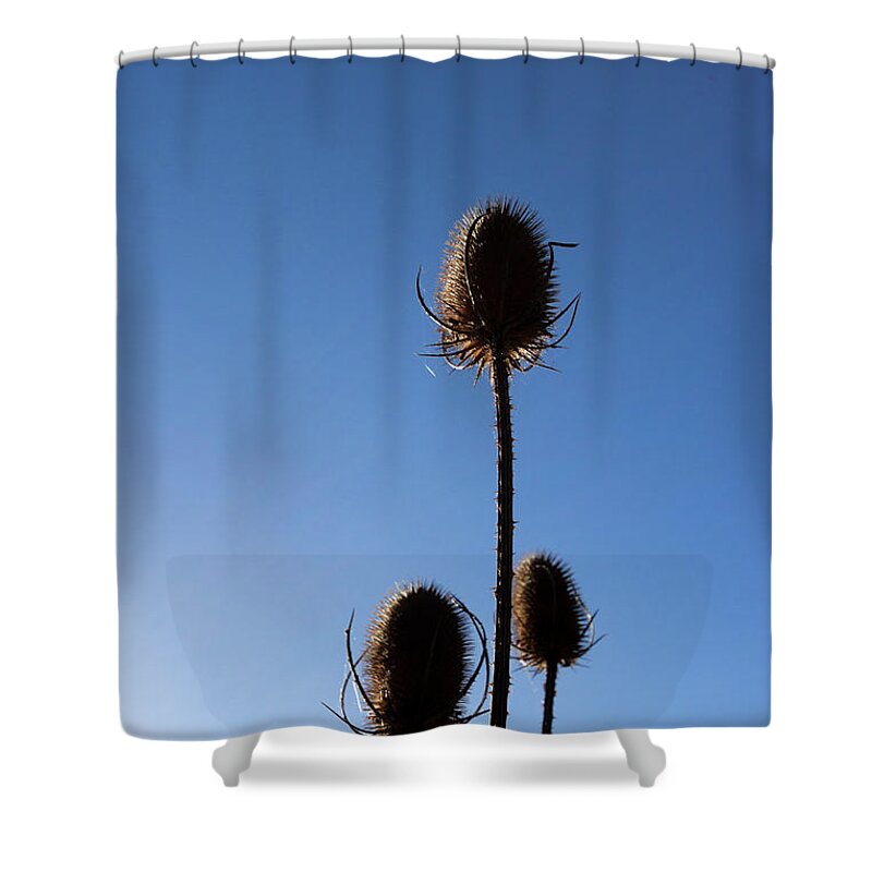 Nature Shower Curtain featuring the photograph A thriving trio 2 by Helga Novelli