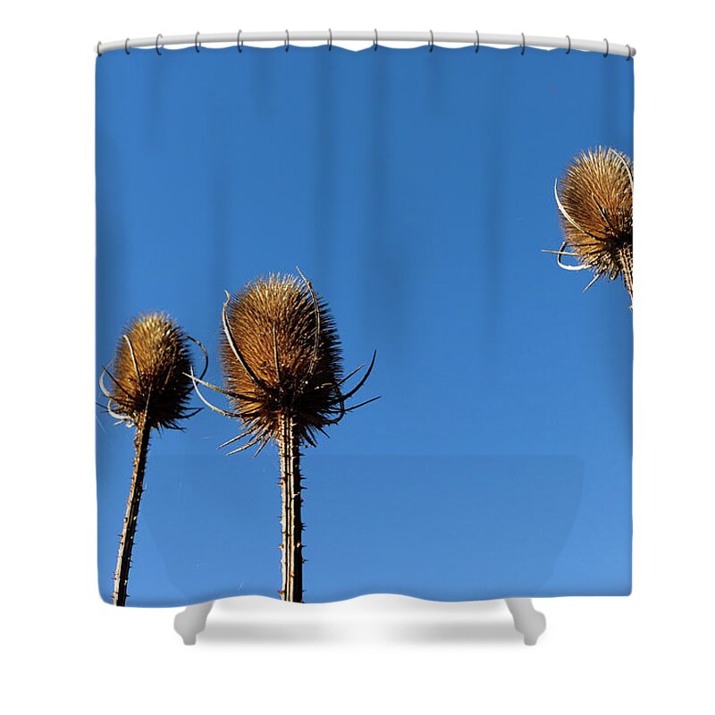 Nature Shower Curtain featuring the photograph A thriving trio by Helga Novelli