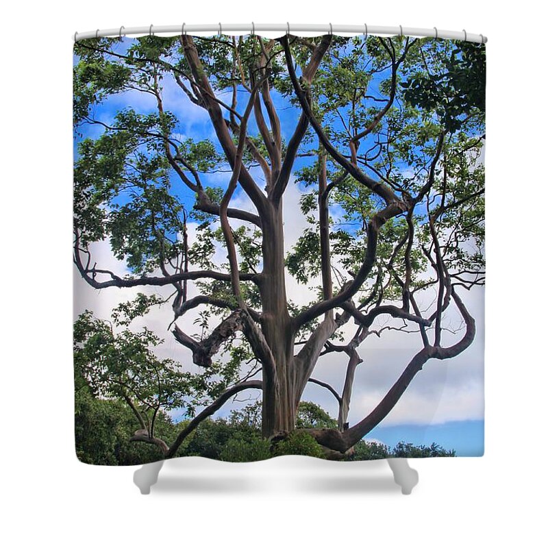 Rainbow Shower Curtain featuring the photograph A Tree In Paradise by DJ Florek