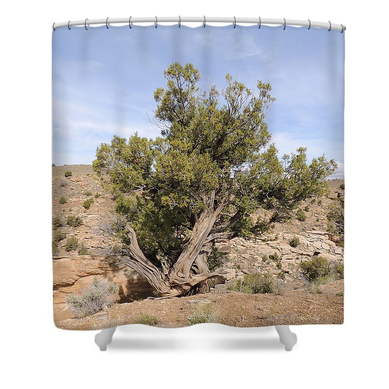 Utah Shower Curtain featuring the photograph A Tree in the Desert by Andrew Chambers