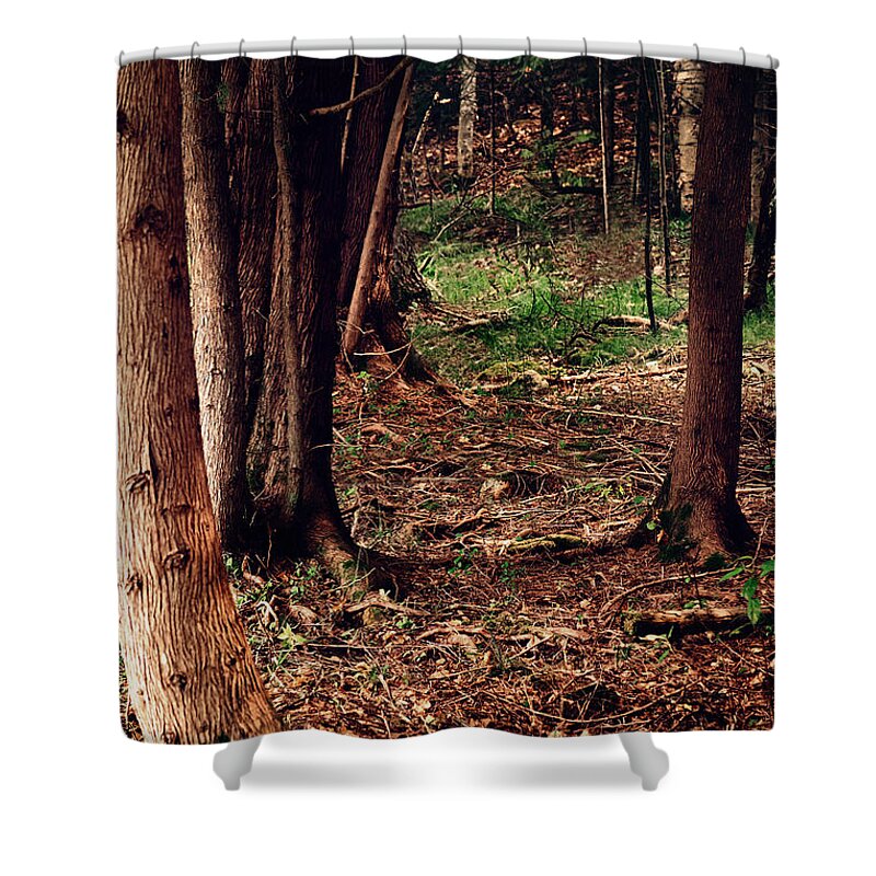Forest Print Shower Curtain featuring the photograph A Walk in the Forest by Gwen Gibson