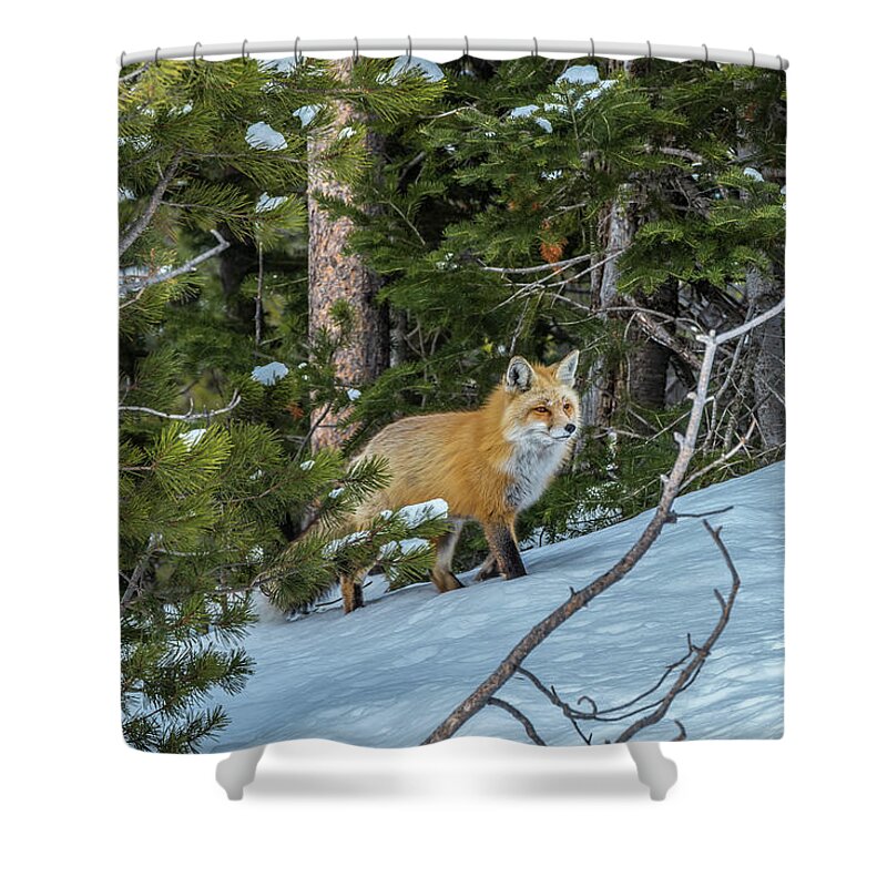 Red Fox Shower Curtain featuring the photograph A Walk In The Park by Yeates Photography