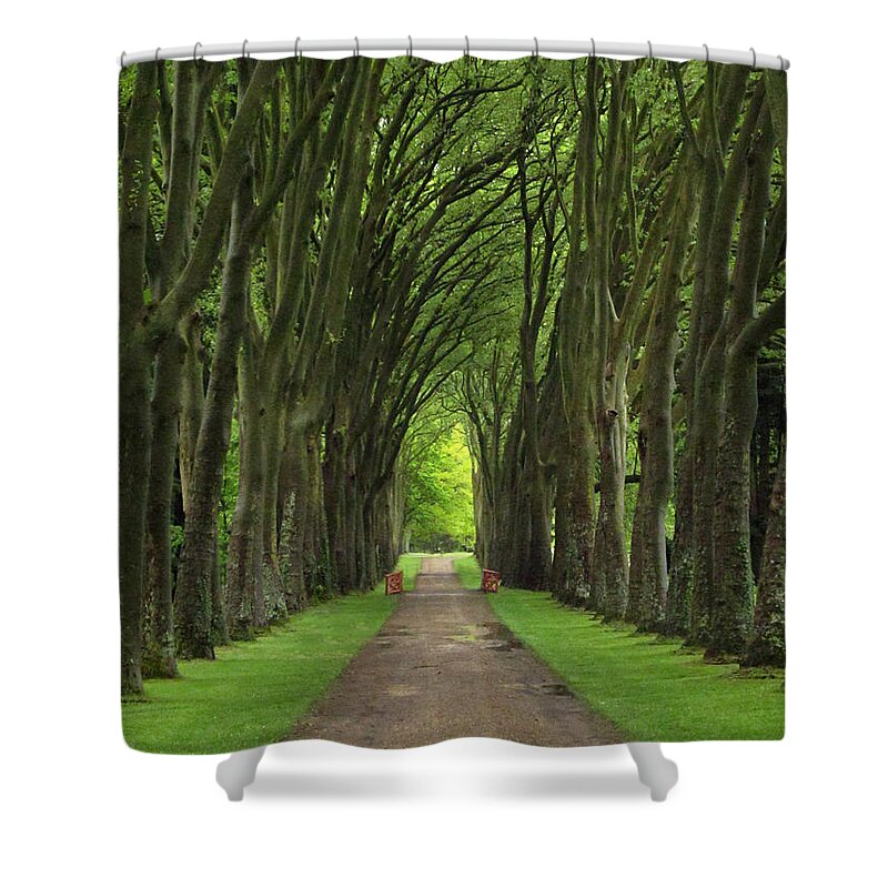 Woods Shower Curtain featuring the photograph A Walk In The Woods by Dave Mills