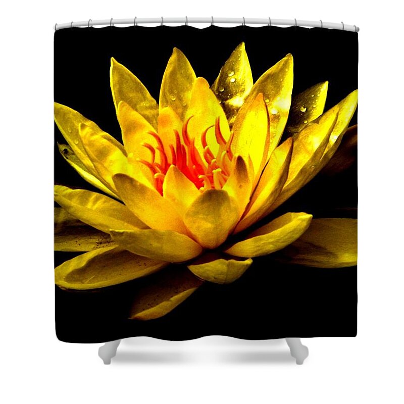 Lily Shower Curtain featuring the photograph A Water Lily by Eileen Brymer