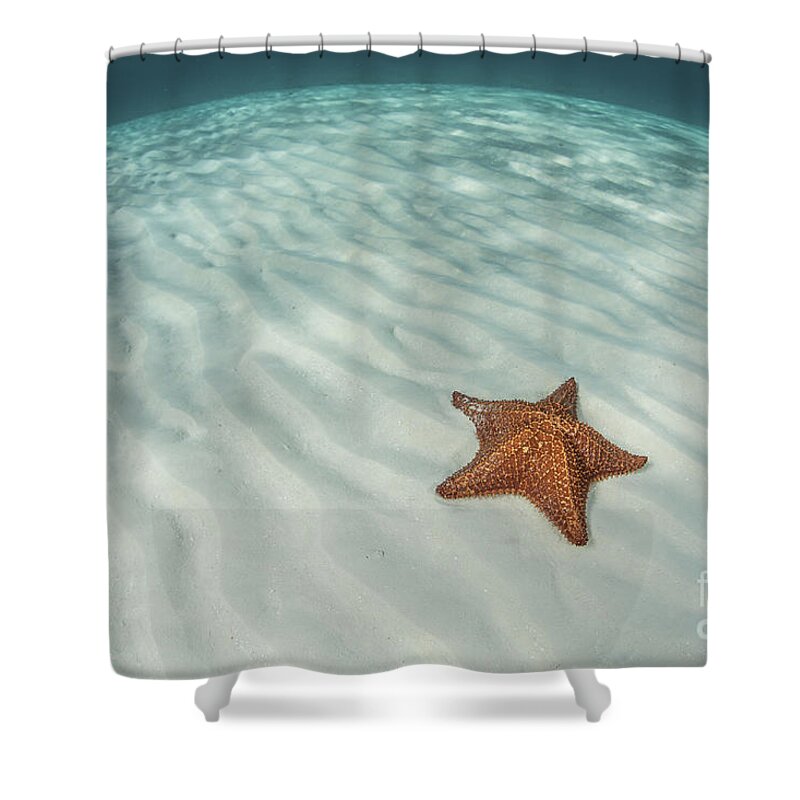Belize Shower Curtain featuring the photograph A West Indian Starfish On The Seafloor by Ethan Daniels