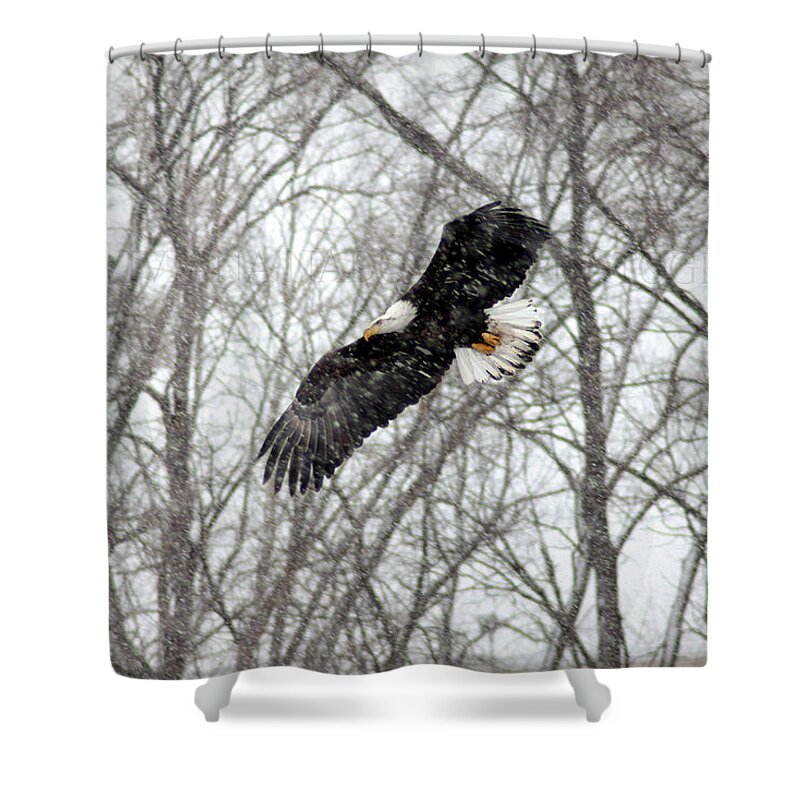 Eagle Shower Curtain featuring the photograph A Winter's Day by Viviana Nadowski