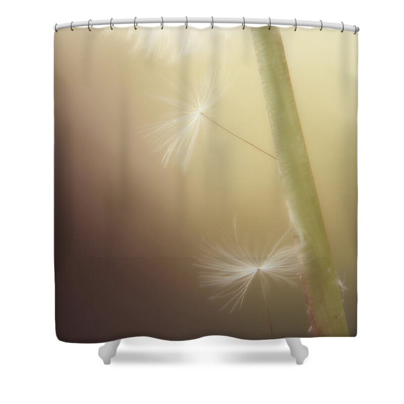 Dandelion Photography Shower Curtain featuring the photograph A Wish and a Prayer by Amy Tyler
