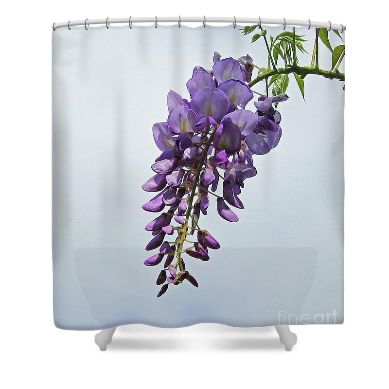 Vine Shower Curtain featuring the photograph A Wisp of Wisteria by Jan Gelders