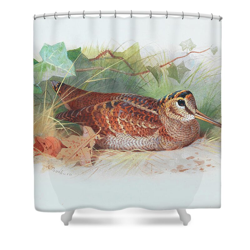 Woodcock Resting Shower Curtain featuring the painting A woodcock resting by Archibald Thorburn
