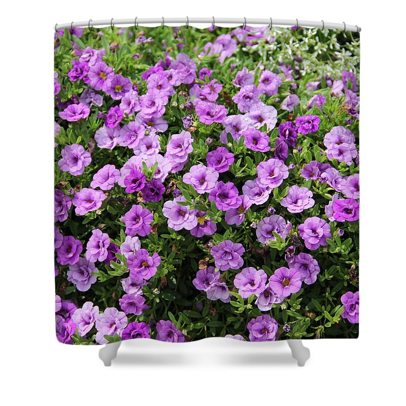 Flowers Shower Curtain featuring the photograph Ablaze with Purple Flowers - Petunias by Allen Nice-Webb